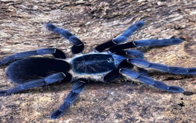 Ornithoctoninae sp. Ranong Blue Sling TARANTULA